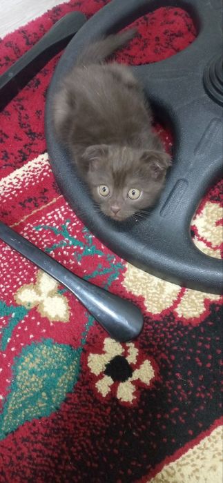 Веслоухая кошечка с редким окрасом