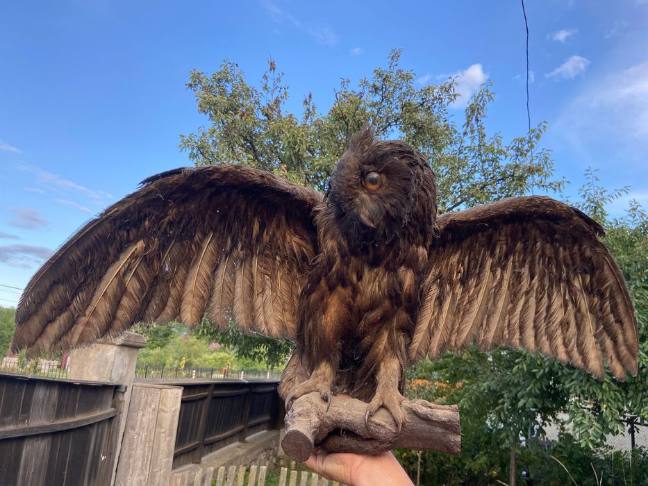 Bufniță împăiată din anul 1893