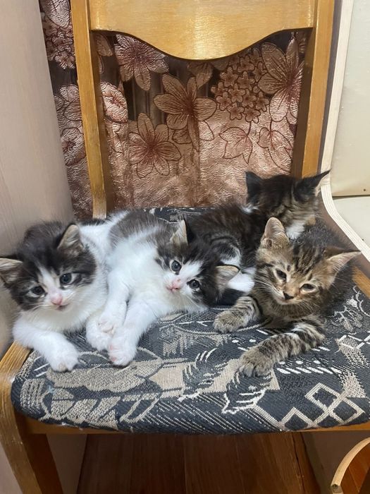 Отдам бесплано котят