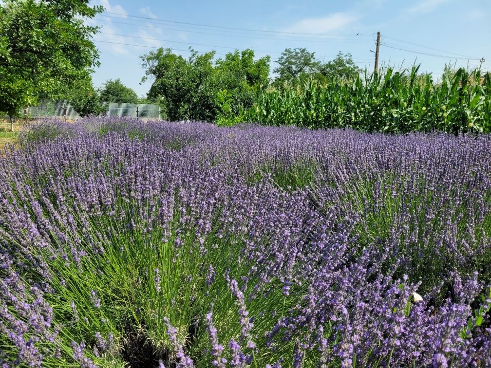 Flori lavanda uscata