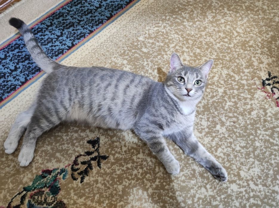 Отдам молодую, здоровую кошечку в Добрые, надёжные и любящие руки.