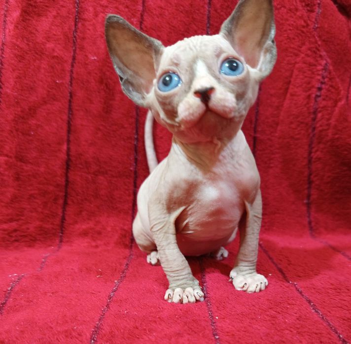 Сфинкс канадский мальчик