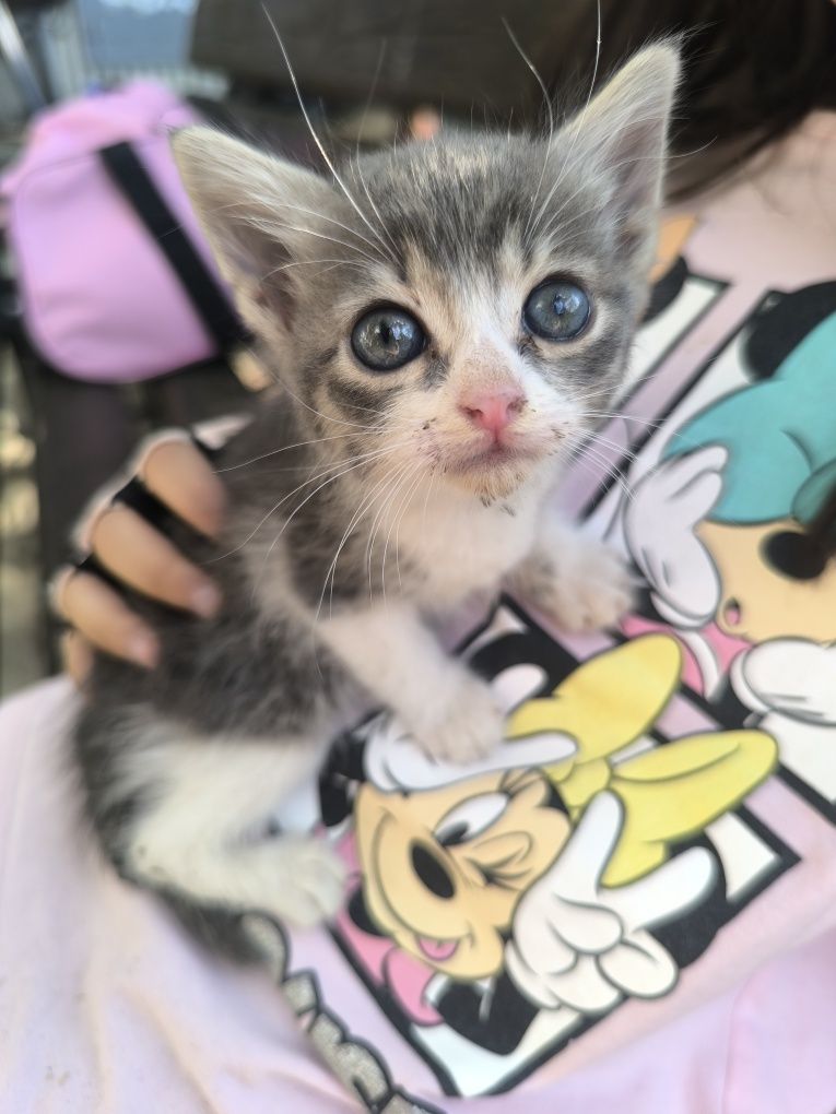 Подарявам котенца