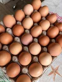 Vand oua de casa crescute la tara