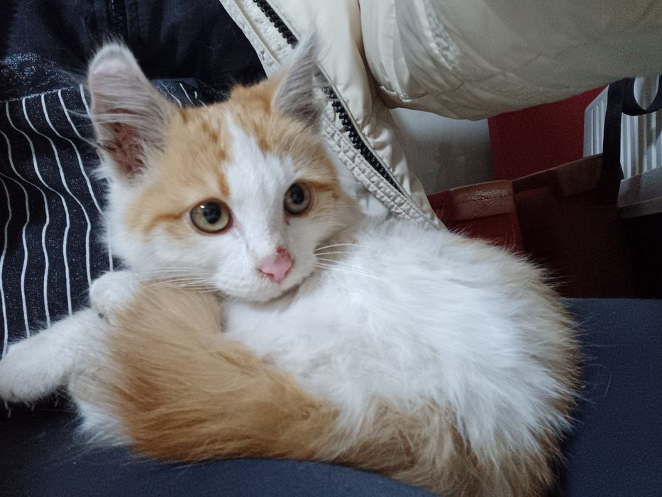 Найден котенок около 4 месяцев.  Срочно ищет дом.