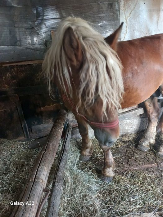 Vand sau schimb cu auto sau vitei armasar de 3 ani ,cai si iepe