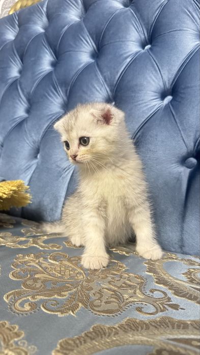 Arzonga seribristiy quloqchasi qaytgan shinshilla mushukcha