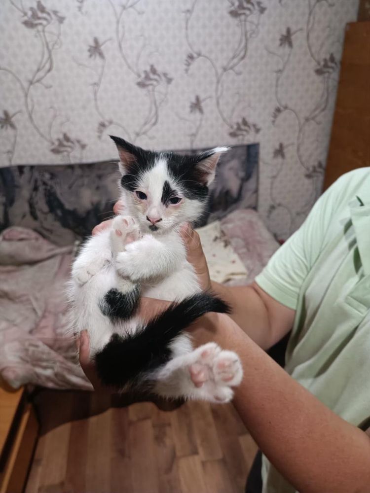 Отдам котят в добрые руки! Безответственных просьба не беспокоить