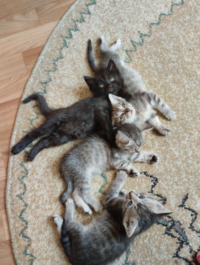 Котята в добрые руки!