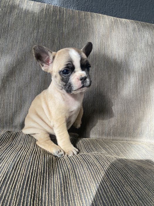 Bulldog francez femela