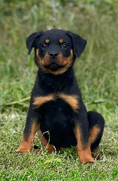 Catelus Rottweiler