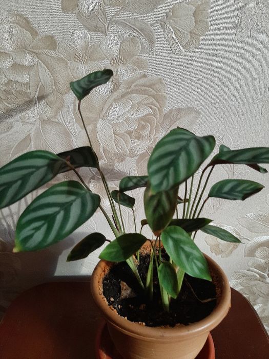 Продам "Агланему", " Ктенанту"