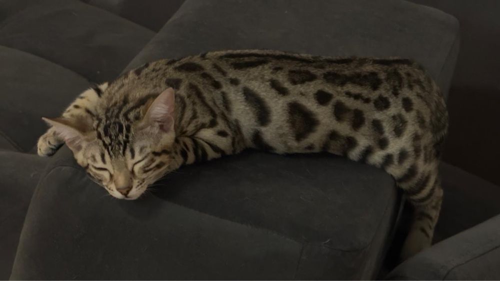 Бенгальский котенок