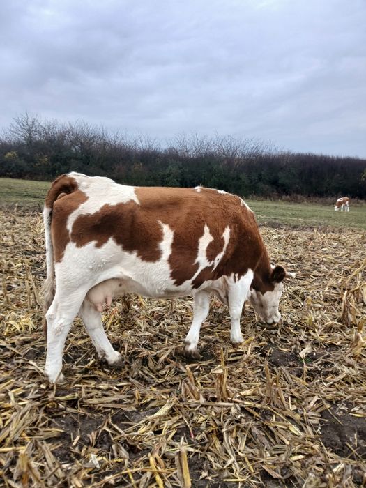 Vaci baltata romaneasca