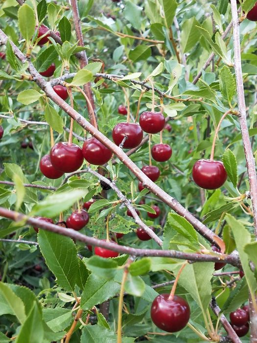 Продаю свежемороженую вишню