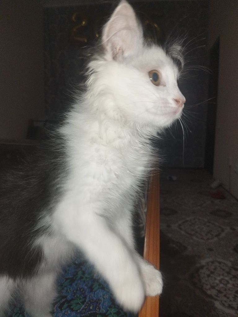 Отдам даром двух котят