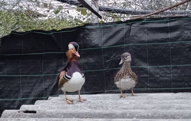 Se vinde pereche de rățuște mandarin
