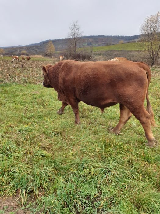 Dau taurași  si o vaca mintata în 7 luni rasa baltata romanesca în com