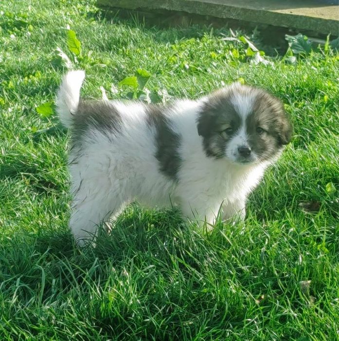 Продавам каракачански овчарки