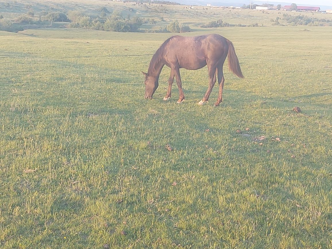 Vand manza de lipitan in varsta de 1 ani de zile cu pedigree sau schim
