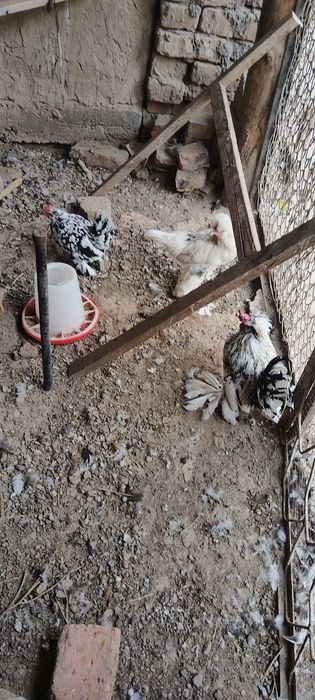 Карликовый куры продам