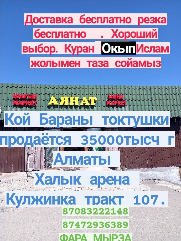 Кой Бараны токтушки продаётся 35000тысч г Алматы Доставка бесплатно ре