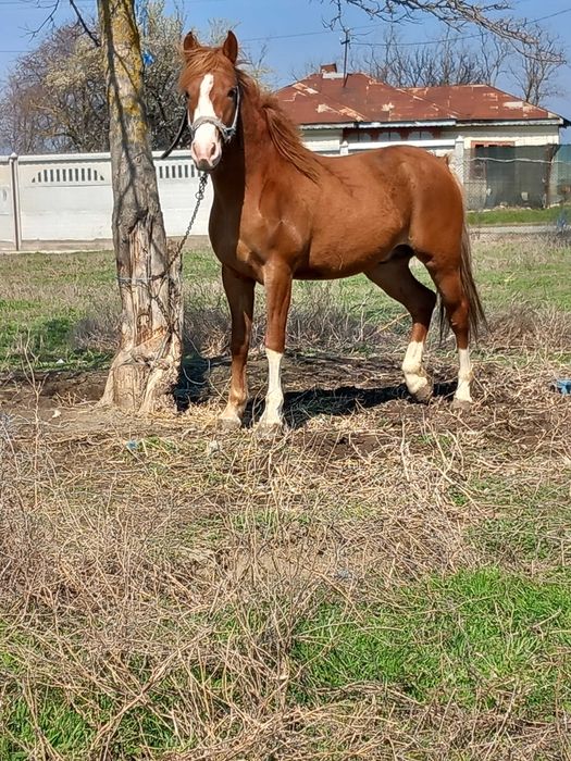 Vând armăsar corcitura de lipitan in vârsta de 3 ani