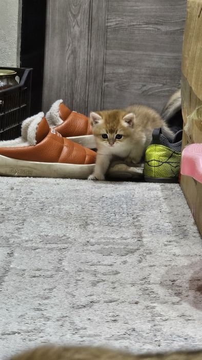 Toza zotlik britan mushuk bolalari ny12 ny11