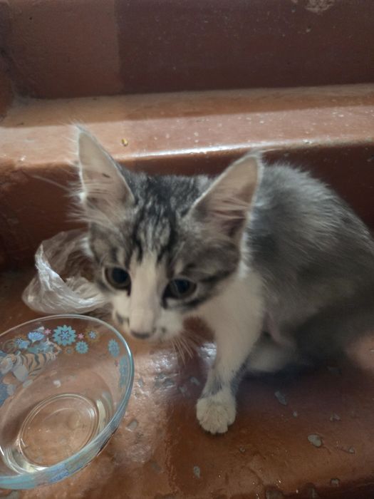 Котенок отдадим бесплатно