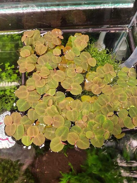 Acvarii, Creveti, Plante 50% REDUCERE