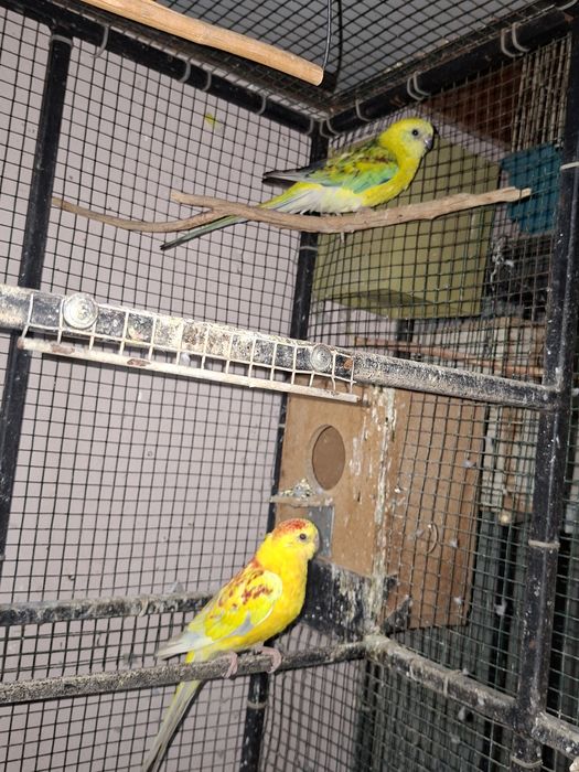 De vânzare papagali cantatori