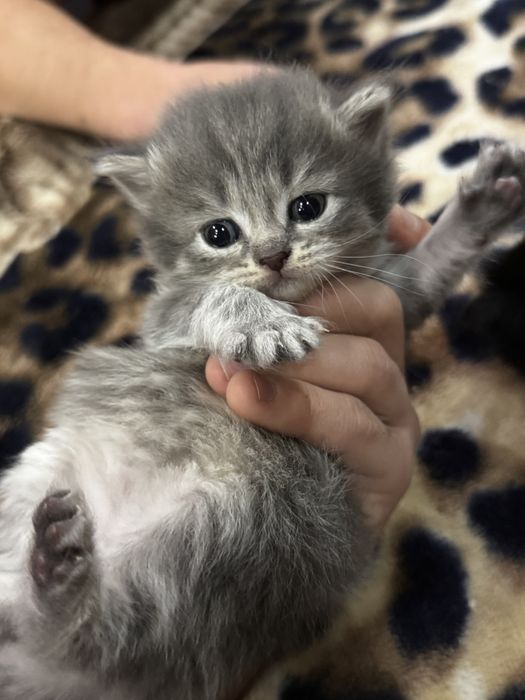 Шотландская вислоухая кошка