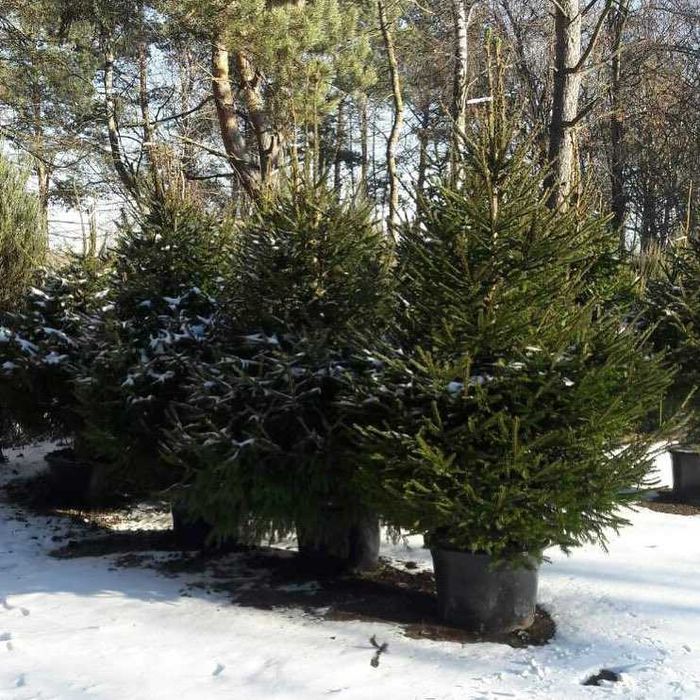 ЭЛИТНАЯ Живая елка с корнем Новогодние в горшках Голубая с корнями