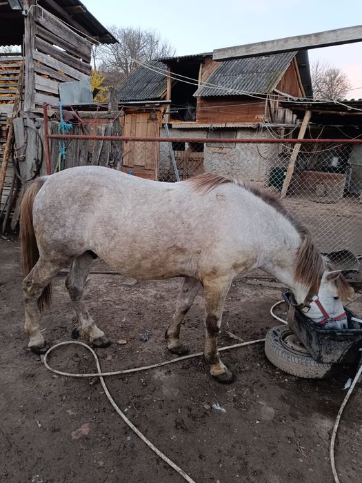 Vind armăsar tinar..