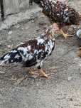 Cocosei italina portelan