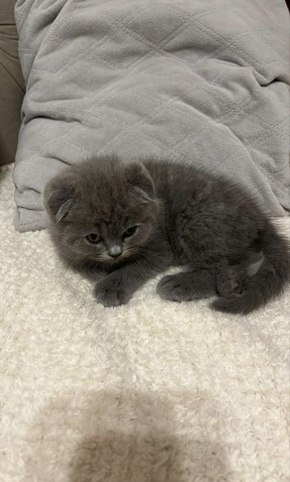 Scottish fold mascul