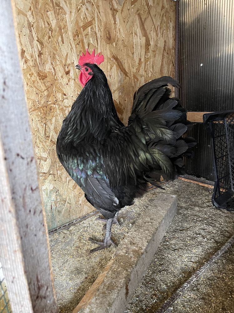 Pasari  australorp