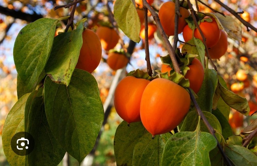 Kaki soiuri diferite rezistente pana la -30grade