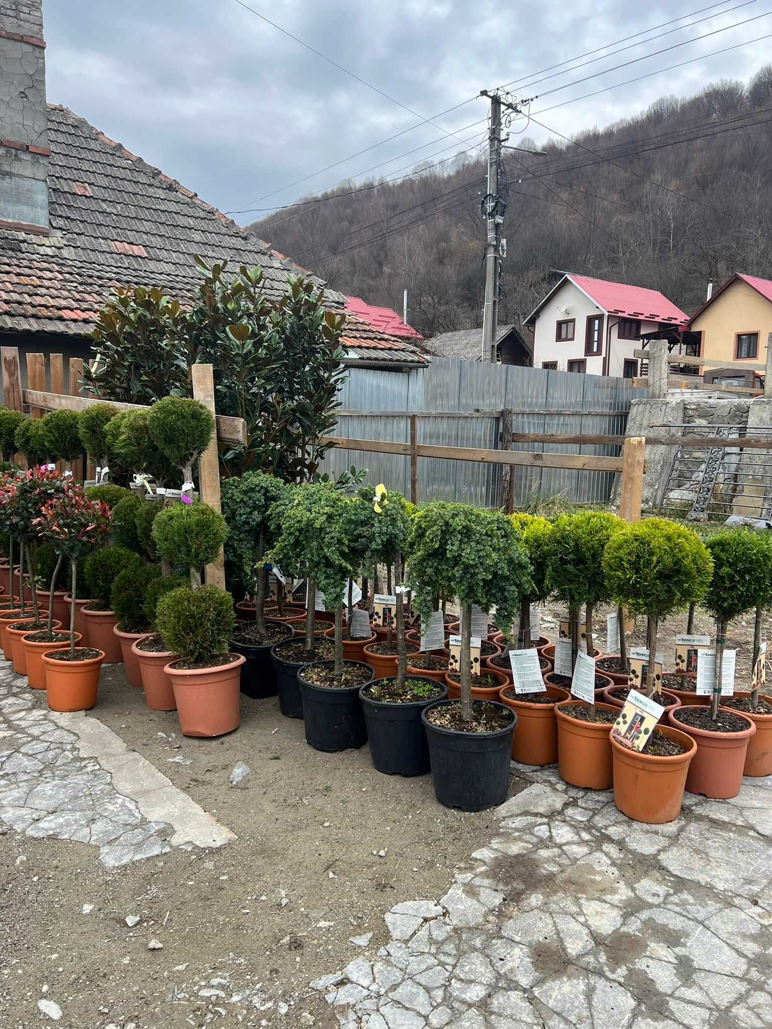 Plante ornamentale Oriunde in tara Calitate Extra