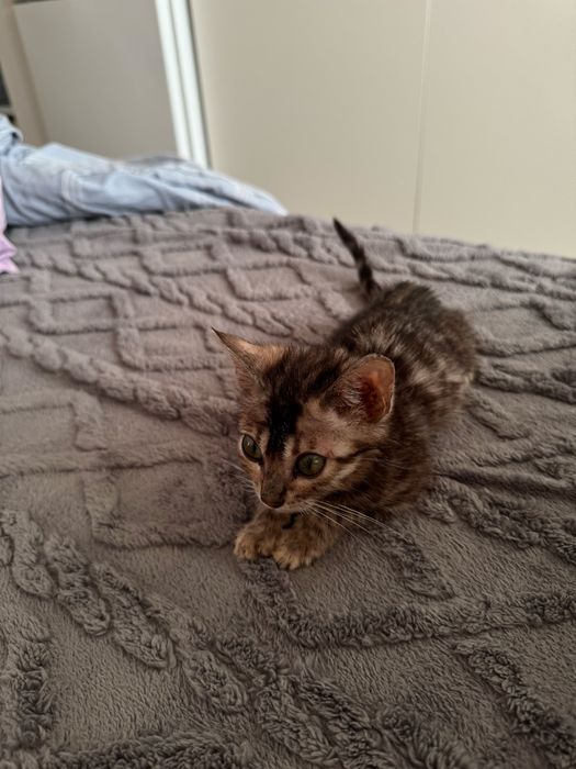 Продам бенгальского котенка