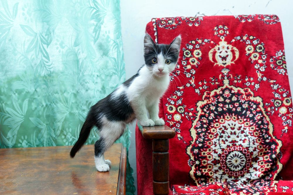 Котенок девочка.