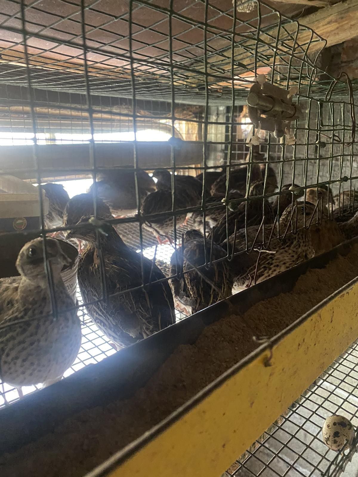 Продавам пъдпъдъци