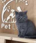 British shorthair blue puiut