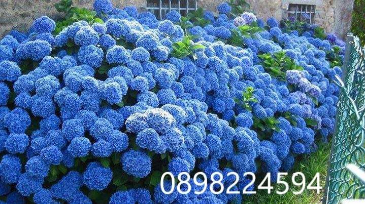 Хортензия -Hydrangea macrophylla Налични 4 вида