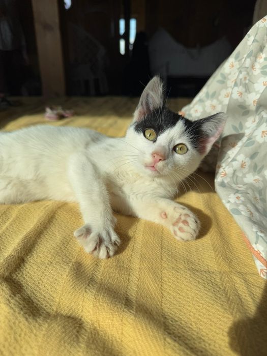 Donez pui de pisica spre adoptie