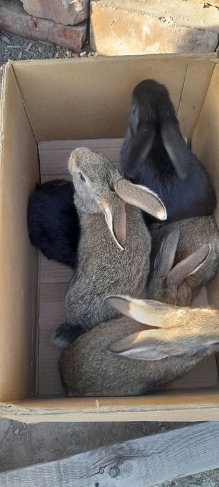 Куён боллалари сотилади