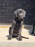 Mascul cane corso