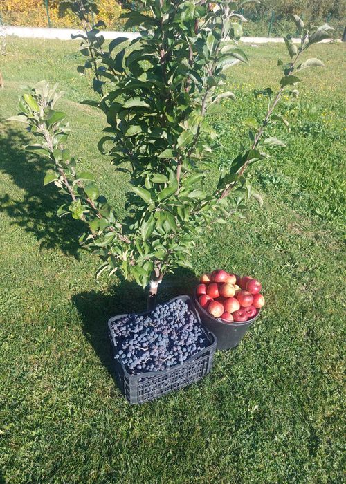 Suc natural din struguri si mere