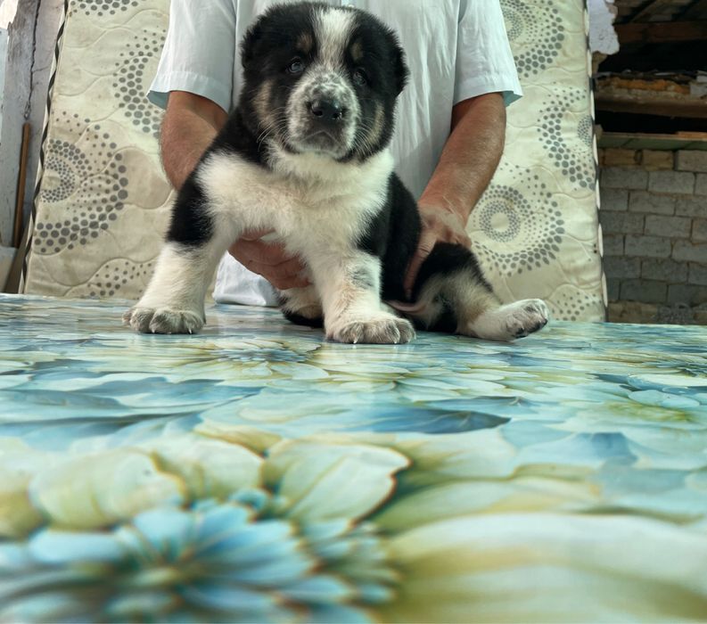 Щенок Алабая ( Супер Гигант ) чистокровный