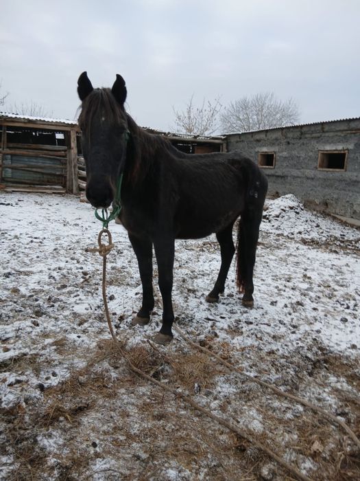 5 жасар бие сатылады
